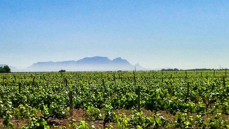 wine Farms in Stellenbosch